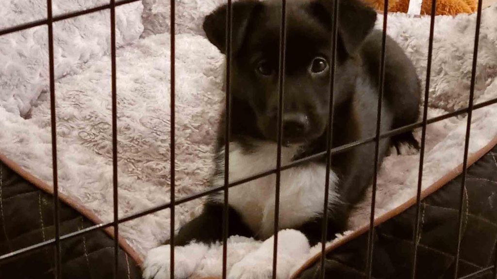 imprisoned puppy leo