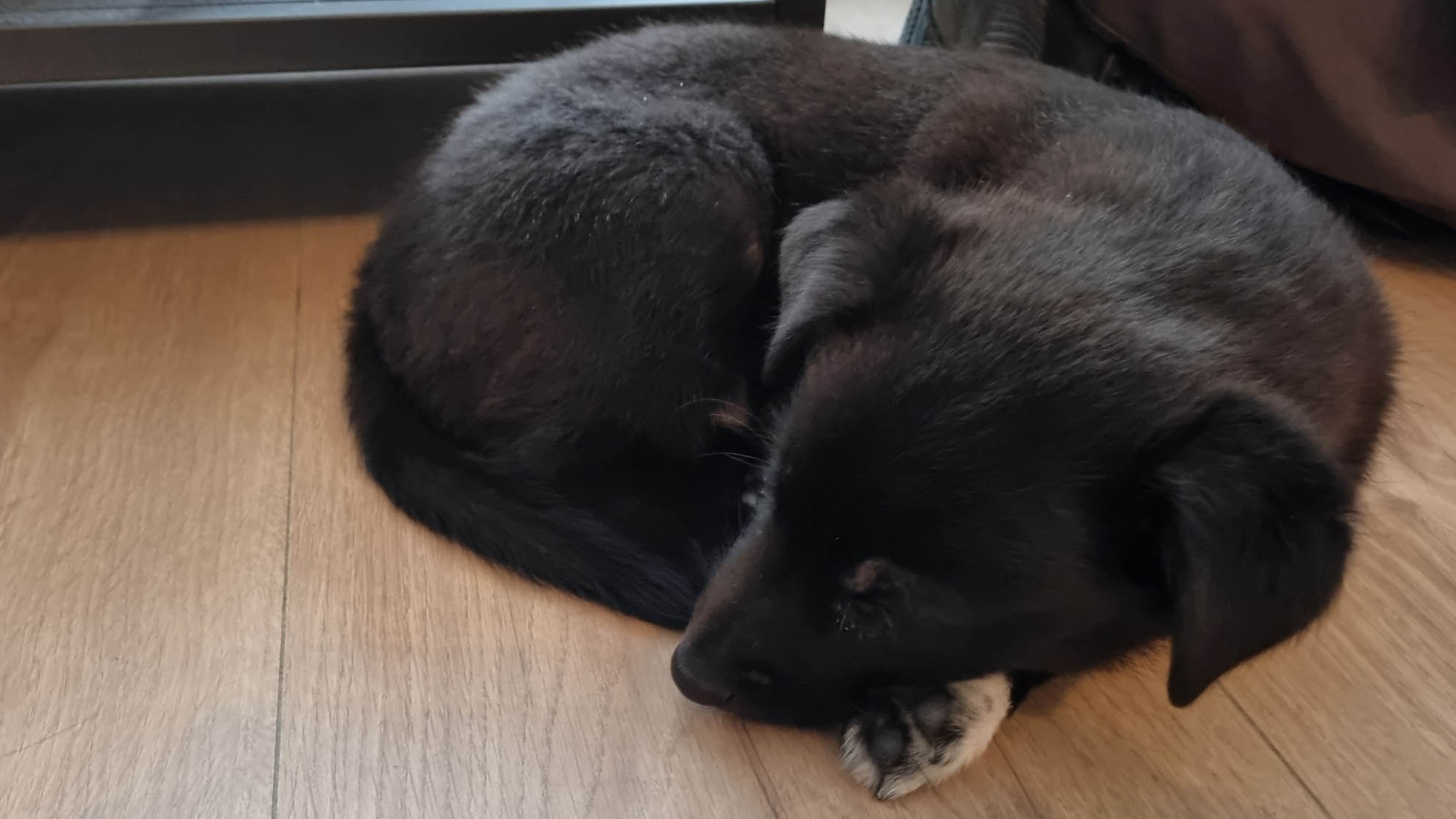 Puppy Leo curled up sleeping