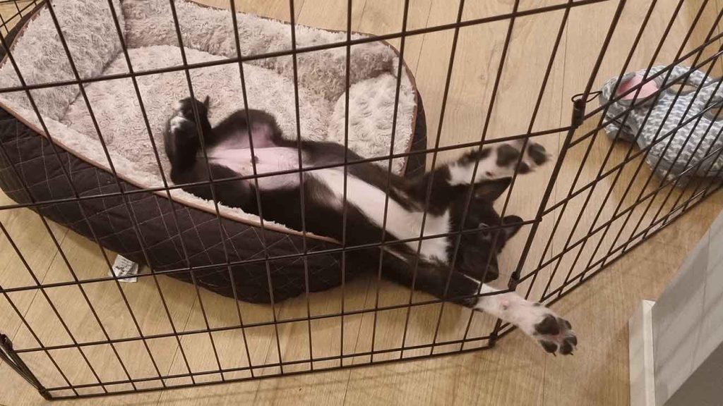 imprisoned leo puppy stretching
