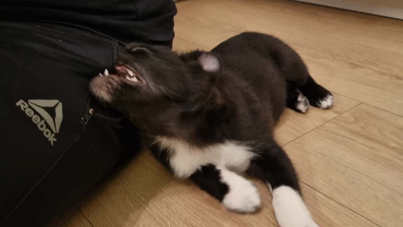Leo biting on a pocket