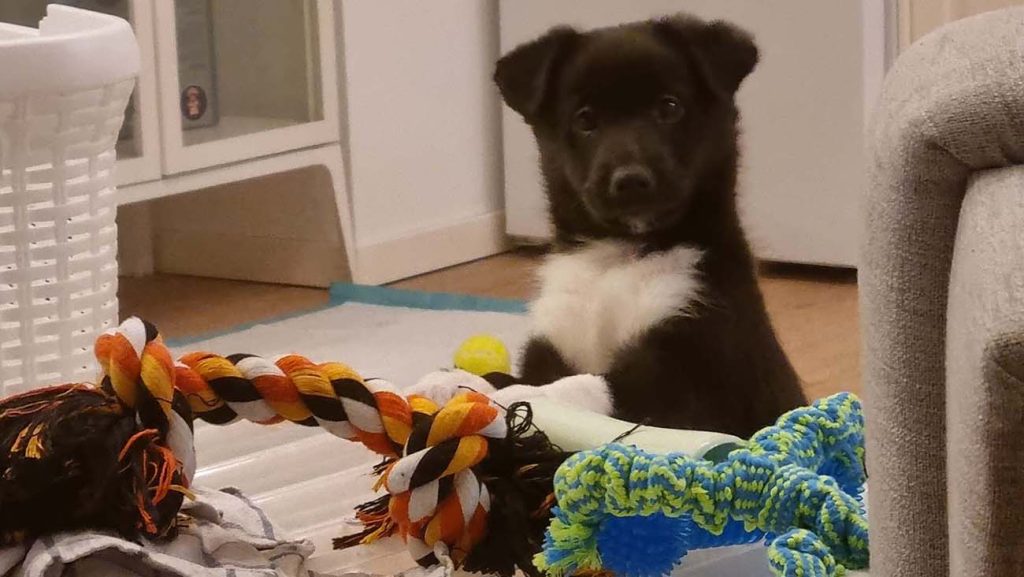 Puppy Leo with toys