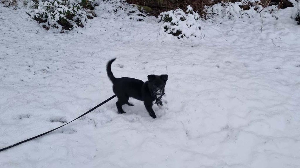 puppy leo in the snow