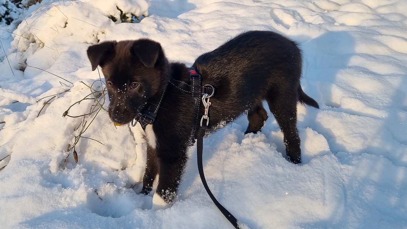 puppy leo standing in the snow