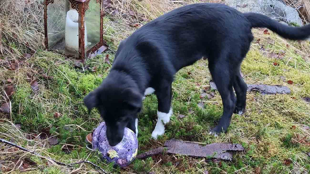 Leo with a ball in the garden