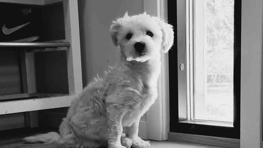 Milo sitting at the window