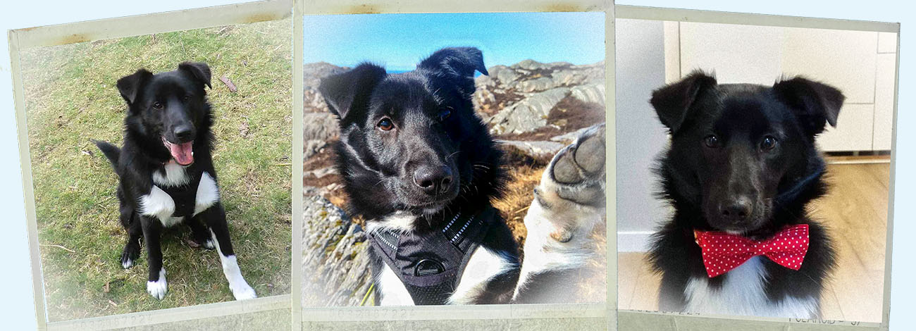 Leo polariod montage