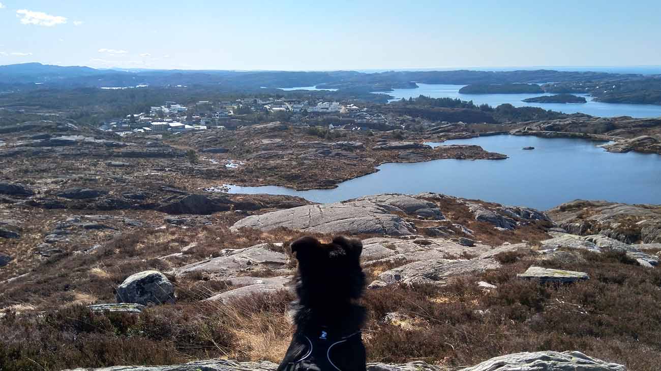leo enjoying the view