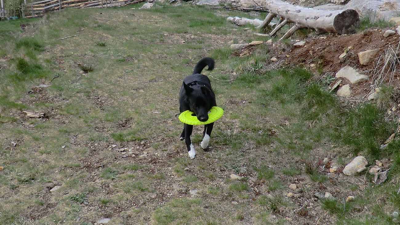 Leo fetching frisbee